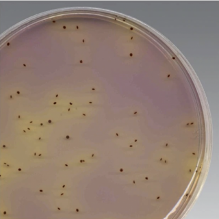 K-F Streptococcus Agar (Dehydrated)