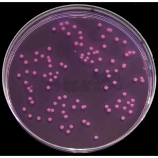 Violet Red Bile Glucose (VRBG) Agar (ISO) (Dehydrated)